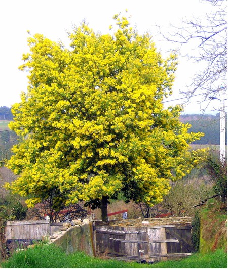 Acacia Dealbata Tree 2