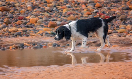 Perro paseando