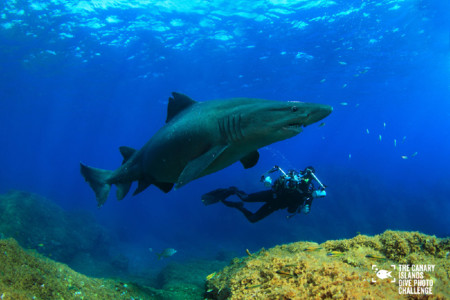 Éstas son las imágenes vencedoras del certamen 'The Canary Islands Dive Photo Challenge'