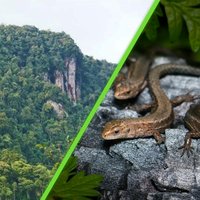 Una criatura de ojos grandes y cabeza triangular emerge sobre una cueva: es una especie jamás catalogada  