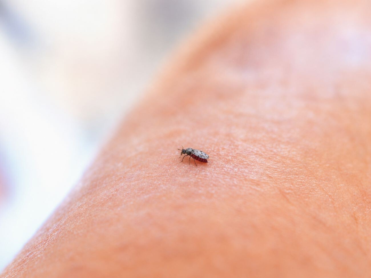 Culicoides, insecto de tamaño minúsculo que transmite el virus Shamonda
