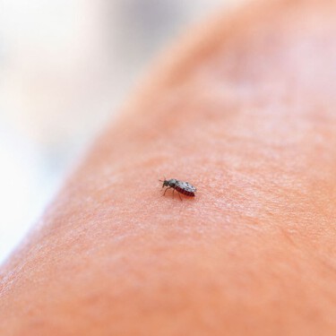 Qué es el 'culicoides', el insecto que mide solo 2 milímetros que propaga el virus Shamonda y ya afecta a nueve provincias en España 