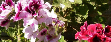 Cómo lograr que tus geranios exploten de flores: trucos ideales para primavera y verano  