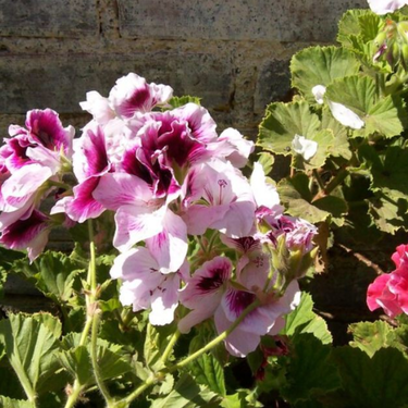Cómo lograr que tus geranios exploten de flores: trucos ideales para primavera y verano  