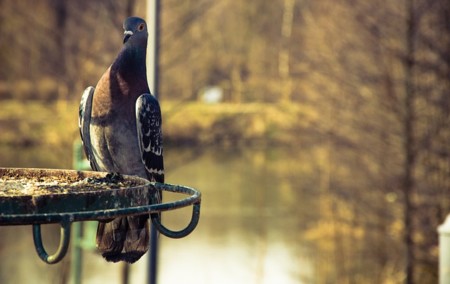 Palomas entrenadas para diagnosticar cáncer de mama en las radiografías