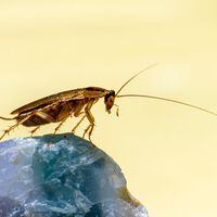 La ciencia lo confirma: los insecticidas han quedado obsoletos porque las cucarachas ya generaron resistencia