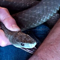 Tras los "crypto bros" llegan los "snake bros": hombres que juegan a encantar las serpientes más venenosas del planeta