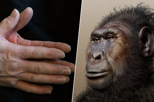 Imagens | Wikipedia roger vaughan