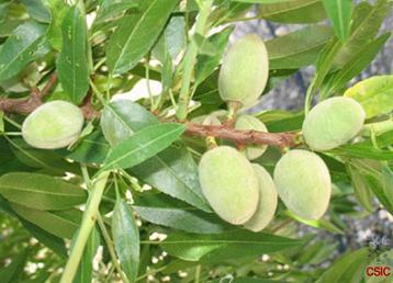 Almendros y albaricoqueros que eluden las heladas