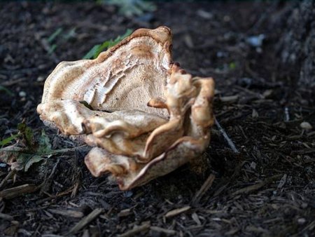 Hongo maitake, un alargador de la vida