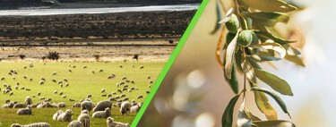 Los gases del ganado contaminan y la aceituna genera residuos. Científicos han encontrado la solución a ambos problemas: los polifenoles 