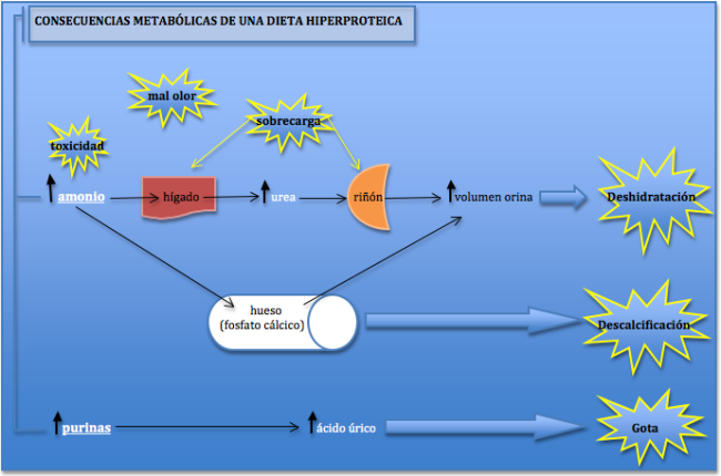 Resultado de imagen de dieta hiperproteica y excreción de calcio