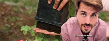 Álvaro Pedrera, experto en plantas: “En los trasplantes, las plantas son como los pacientes: cada una necesita cuidados diferentes” 