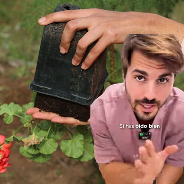 Álvaro Pedrera, experto en plantas: “En los trasplantes, las plantas son como los pacientes: cada una necesita cuidados diferentes” 