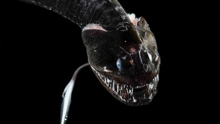 Estas 16 especies de peces 'ultra-negros' se descubrieron este año y absorben el 99,9% de la luz
