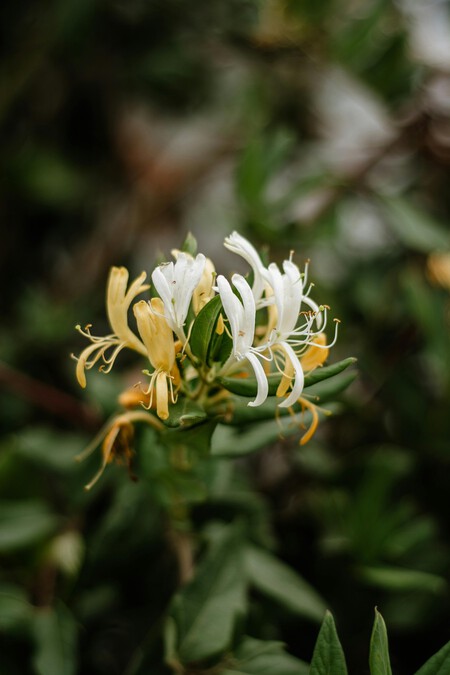 Madre selva de hoja caduca