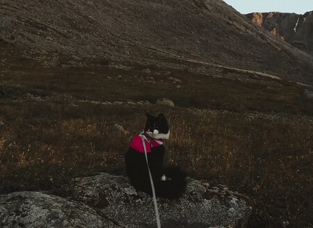 Pasear Gato En Familia