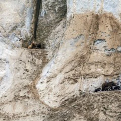 Foto 6 de 9 de la galería categoria-mamiferos en Xataka Foto