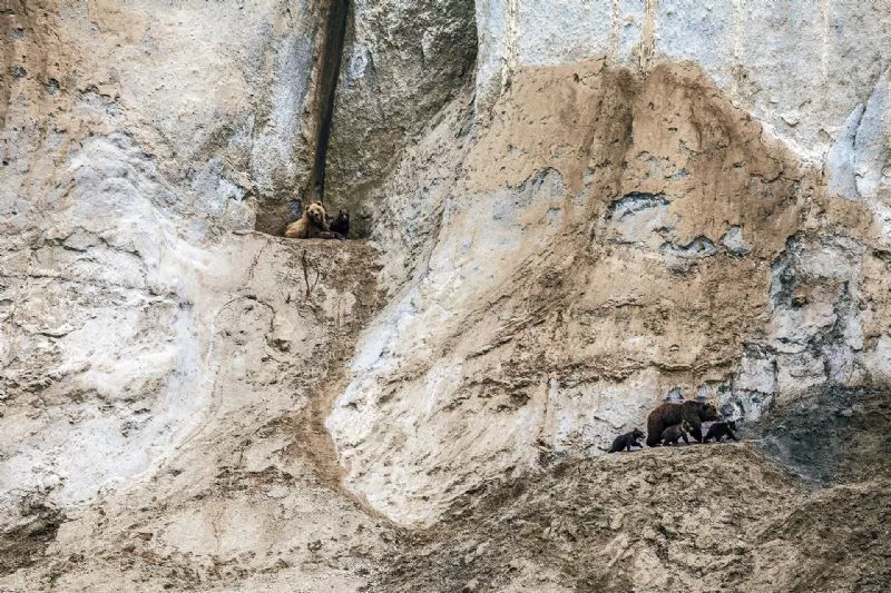 Foto de Categoría: Mamíferos (6/9)