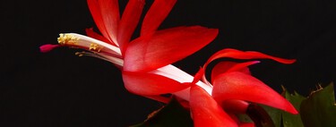 Con este ingrediente casero que tienes en la cocina potenciarás la floración de tu cactus de Navidad 