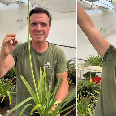 Ángel Illescas, experto en jardinería: “Esta planta es resistente a la sequía y a los duros inviernos” 