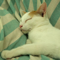 Las pymes apuestan por la protección 