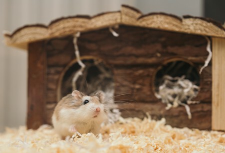 Un ratón junto a su caseta