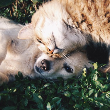 Los gatos no son independientes, es que los perros son muy dependientes 