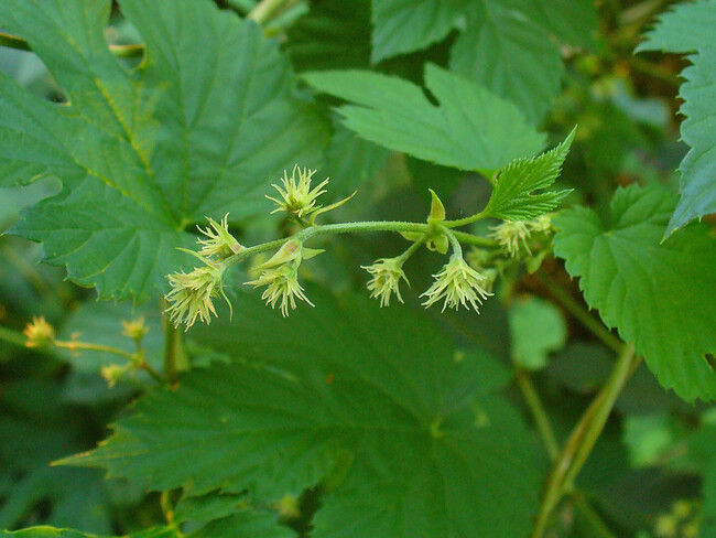 Humulus Lupulus 004