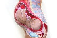 Una de las obras de "Body painting" en el embarazo más bonita que he visto