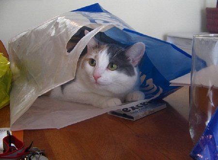 ¿Hay gato encerrado en las bolsas reutilizables?