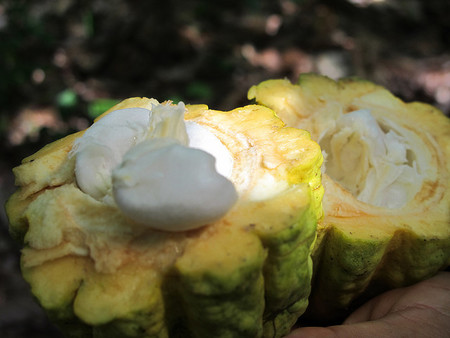 cacao