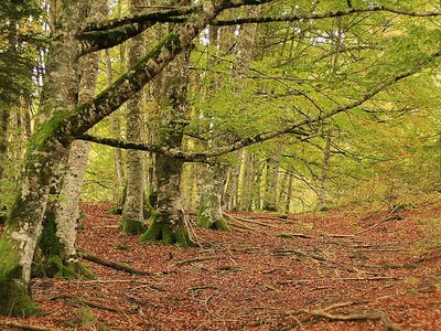 5 motivos para conducir este otoño hasta la Selva de Irati
