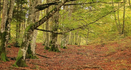 5 motivos para conducir este otoño hasta la Selva de Irati