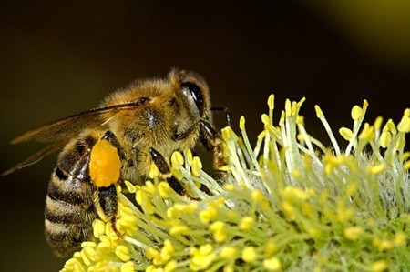 Un pesticida a base de veneno de araña podría proteger las poblaciones de abejas