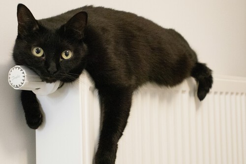 Da igual que pongas la calefacción a tope estos días de frío polar. Todo esto hace que el gasto se dispare pero la casa siga helada