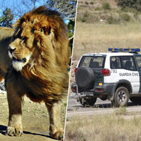 Un supuesto león se escapó en Toledo y la Guardia Civil lo buscó durante dos días. Que no apareciera es una mala señal