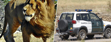 Alguien alertó a la Guardia Civil del avistamiento de un león en los montes de Toledo. El problema es que no ha aparecido