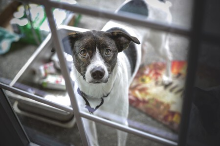 Ley Proteccion Animal Que Multa Perro Puerta Supermercado