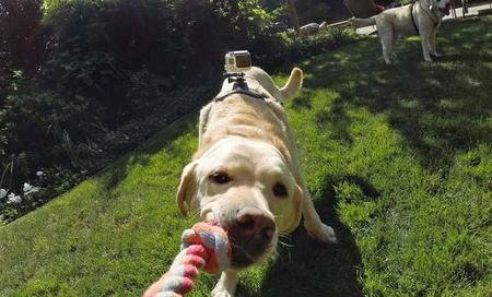 Con GoPro Fetch podremos conocer a fondo lo que hace nuestra mascota