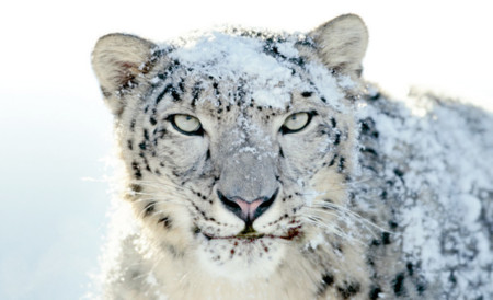 Apple corta por lo sano y retira el soporte oficial de Snow Leopard