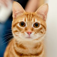 “Quase todos os gatos laranjas são, na verdade, tigrados, o que os torna muito amigáveis ​​para famílias": padrão de pelagem pode estar atrelado ao comportamento dos bichanos 