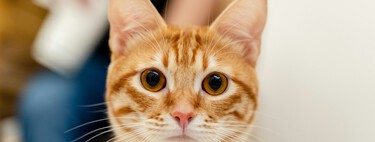 “Quase todos os gatos laranjas são, na verdade, tigrados, o que os torna muito amigáveis ​​para famílias": padrão de pelagem pode estar atrelado ao comportamento dos bichanos 