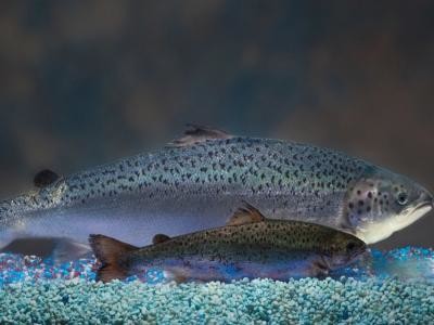 En Canadá ya puede adquirirse salmón transgénico
