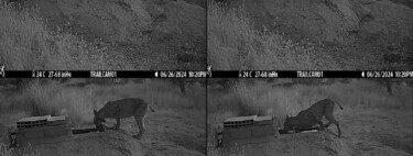 Sabíamos que los linces eran listos, pero no que tanto: cinco hembras de Toledo acaban de reescribir lo que creíamos saber sobre félidos salvajes