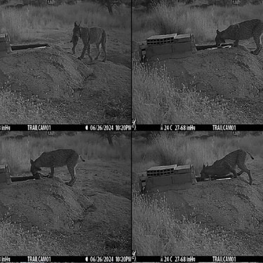 Sabíamos que los linces eran listos, pero no que tanto. Cinco hembras de Toledo acaban de reescribir lo que creíamos saber sobre félidos salvajes