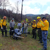 Tras los incendios forestales, Michoacán encontró una solución inesperada: drones que lanzan miles de semillas al aire para reforesta