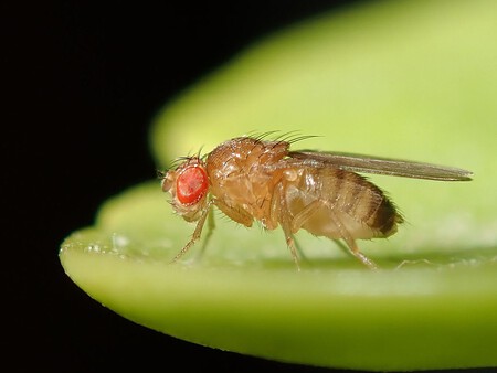 Mosca de la fruta