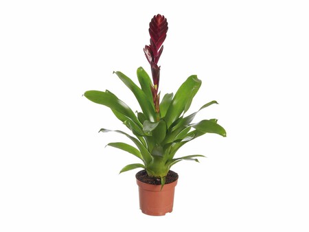 Bromelia Lidl