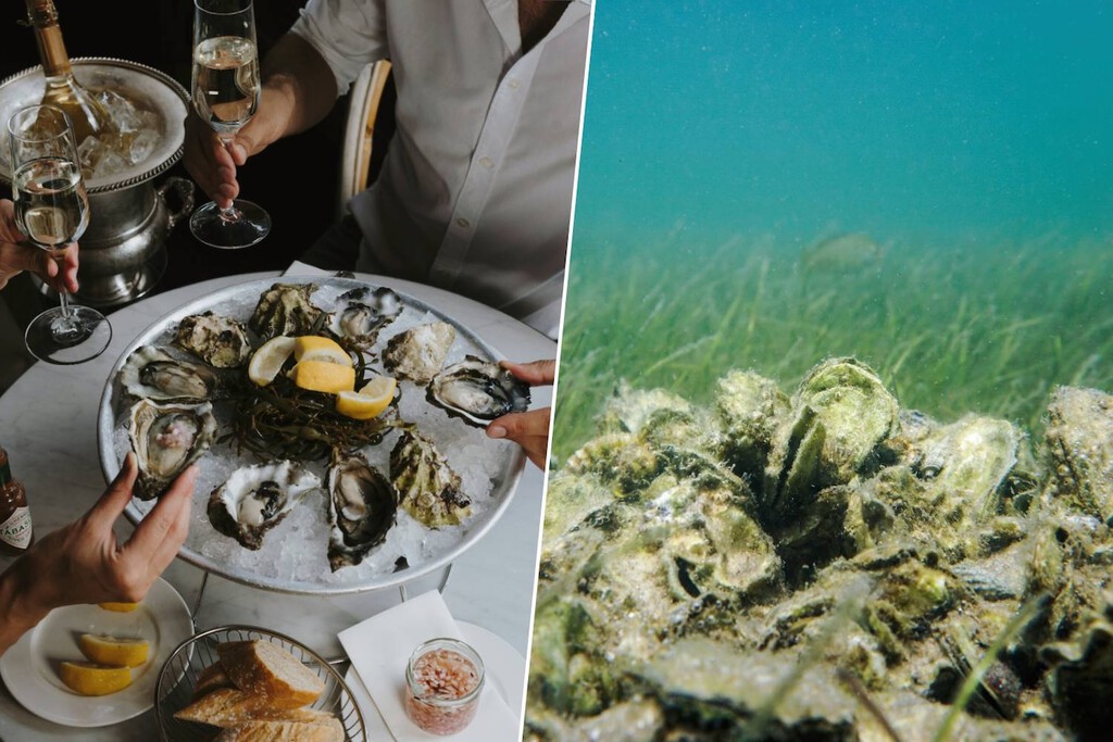 En 2007 empezaron a reciclar las conchas vacías de ostra de los restaurantes de Florida. Hoy han recuperado ya 97 arrecifes